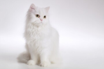 studio photo of a Maltese cat, full body visible, cat sitting naturally, upright calm sitting posture, cat facing the camera, pure white studio cyclorama background