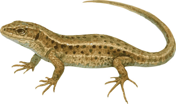 Vector watercolor illustration of a Zootoca vivipara lizard