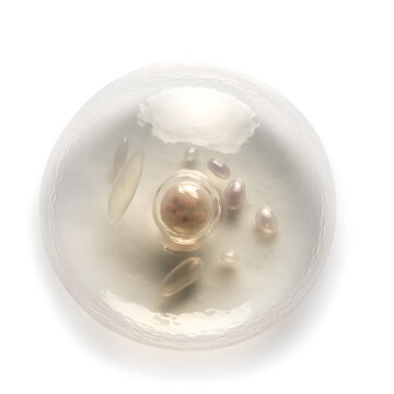 Microscopic View of a Cell
