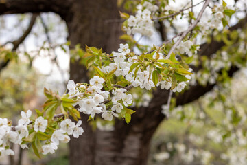 Obraz premium White cherry blossoms on tree branch in spring