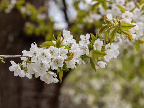 White cherry blossom branch on tree in spring