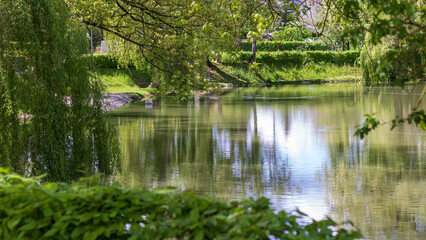 Calm lake with reflection and weeping willow in spring