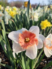 Fototapeta premium Blooming flower daffodil variety Riot with white and orange red petals with stamens and drops of morning dew growing in ground in garden meadow, sunny spring day.