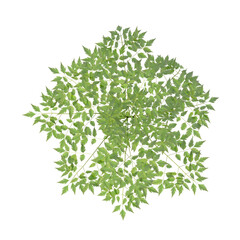 Obraz premium Single green small tree isolated on transparent background. Small plant isolated on transparent background. young plant or young tree isolated on white background. Small tree PNG. Small plant PNG.