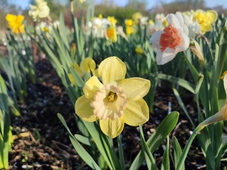 Obraz premium Blooming of daffodil flower close-up. Blossoming narcissus with yellow petal in inflorescence on green stem with leaves growing in ground on sunny spring day. Selection breeding. Agricultural