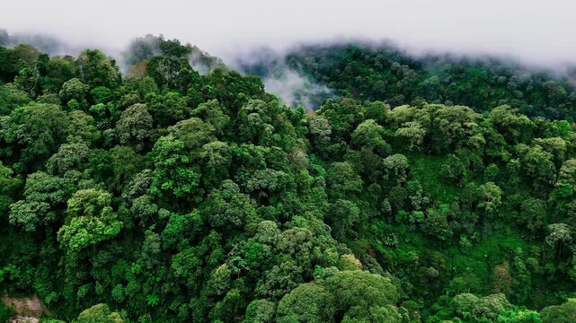 Aerial wide shot of morning mist and fog moving over a dense tropical forest mountain canopy