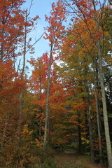 Obraz premium Autum Forest Walk