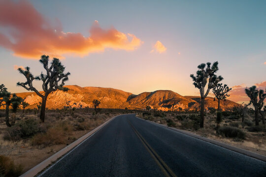 A scenic view of the Joshua Tree National Park during sunset, California, USA