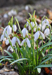 In the forest in spring snowdrops (Galanthus nivalis) bloom