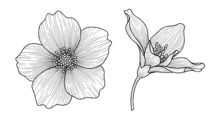 Fototapeta premium Detailed botanical illustration of a delicate flower and its seed pod isolated on transparent background, Vector