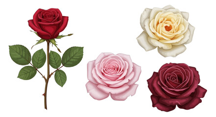 Four elegant roses showcasing diverse colors and delicate petals isolated on transparent background, Vector