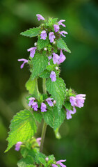 Ballota Nigra grows in nature