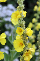 It blooms in the wild common mullein, (Verbascum phlomoides)