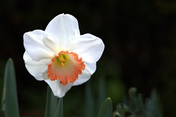 Elegant 'Pink Charm' Narcissus flower with white perianth and a distinctive coral-pink edged corona. Detailed spring floral portrait on a dark natural background. © Mohamed