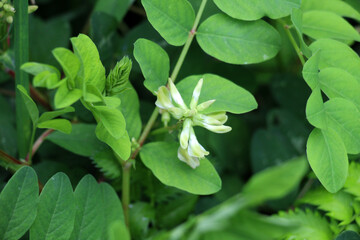 Astragalus (Astragalus glycyphyllos) grows in nature