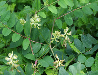 Astragalus (Astragalus glycyphyllos) grows in nature