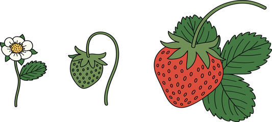 Strawberry growth cycle vector illustration showing flower blossom, green ripening fruit, and mature red berry with leaves © Majnur