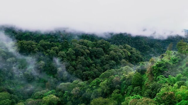 Aerial wide shot of morning mist and fog moving over a dense tropical forest mountain canopy
