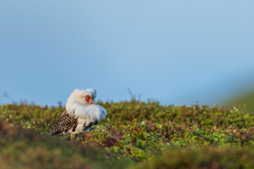 Ruff (Calidris pugnax)