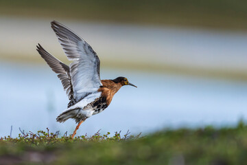 Ruff (Calidris pugnax)