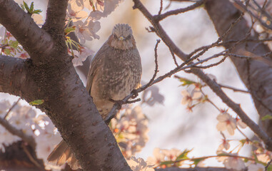 桜の木にとまるヒヨドリ