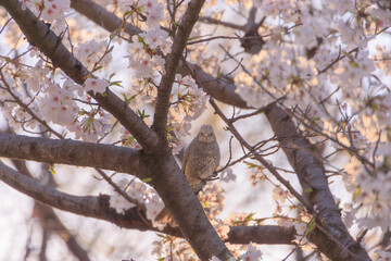 桜の木にとまるヒヨドリ