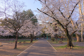早朝の与野公園内の桜