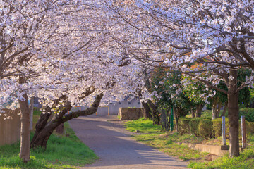 早朝の与野公園内の桜