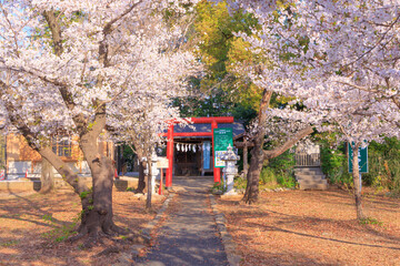 満開の桜と与野公園天祖神社