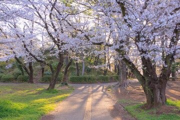 早朝の与野公園内の桜
