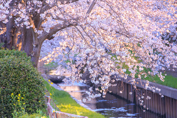 満開の鴻沼川の桜