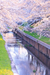 満開の鴻沼川の桜