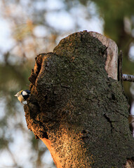 与野公園のシジュウカラ