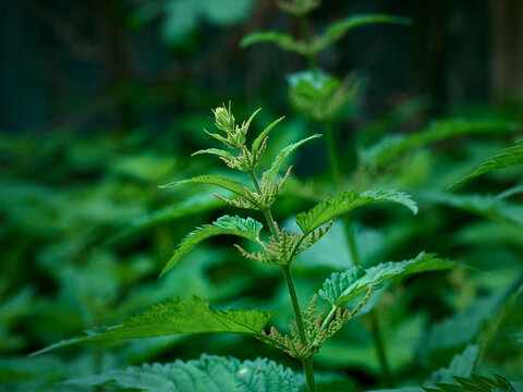 Close-up of blooming stinging nettle(Urtica dioica).