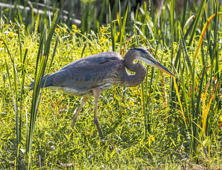 Great Blue Heron (Ardea herodias) stands in a wetland meadow, hunting among tall grasses in bright sunlight.