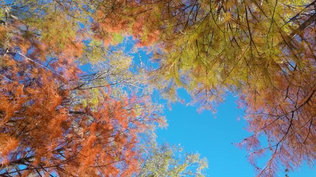 Vibrant Autumn Foliage Against Clear Blue Skies In Dali, China