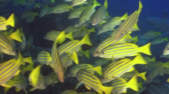 A vibrant shoal of Schoolmaster Snapper flows gracefully near a coral reef in the crystalline waters of the Caribbean. Watch as they move together in a mesmerizing display of underwater life.