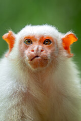 Fototapeta premium Silvery Marmoset - Mico argentatus, beautiful small primate with silvery fur from Amazon rainforests of Brazil.