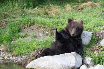 Alaskan brown bear relaxing on the shore © Tony Campbell