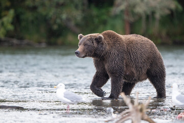 Alaskan brown bear standing in Brooks River