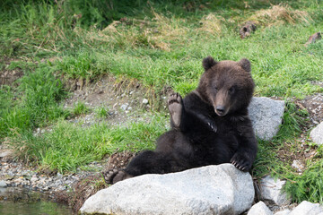 Alaskan brown bear relaxing on the shore © Tony Campbell