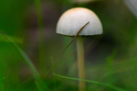 Blueing Panellus Mushroom in Grass Close-Up