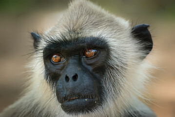 Obraz premium Close Up Portrait of Tufted Gray Langur Monkey in Sri Lanka