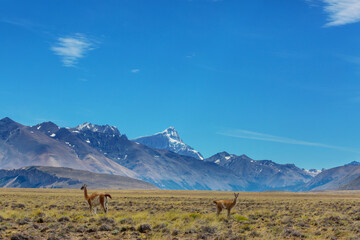 Fototapeta premium Guanaco