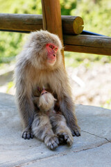 Japanese snow monkey mother holding baby, red faced macaque sitting on rock, wildlife scene in Japan, tender animal family moment in nature