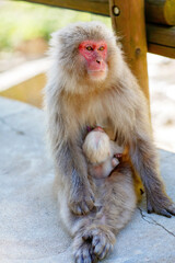 Japanese snow monkey mother holding baby, red faced macaque sitting on rock, wildlife scene in Japan, tender animal family moment in nature