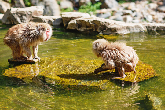 Japanese snow monkeys bathing in hot spring water, red faced macaques relaxing in natural onsen pool in Japan wildlife park