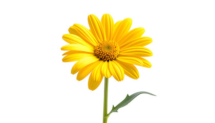 Fototapeta premium Bright yellow daisy with a brown center, green stem, and leaf, on a black background