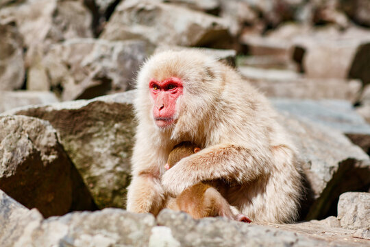 Japanese snow monkey mother holding baby, red faced macaque sitting on rock, wildlife scene in Japan, tender animal family moment in nature