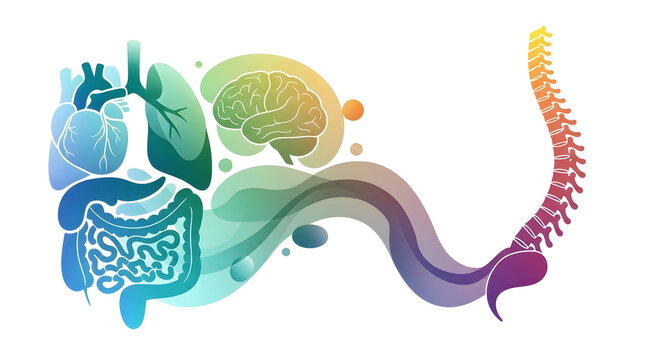 Abstract medical illustration showing human internal organs like brain heart lungs and spine in colorful artistic style